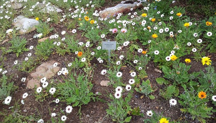 Arriate con margaritas blancas y amarillas en un jardín botánico sudafricano