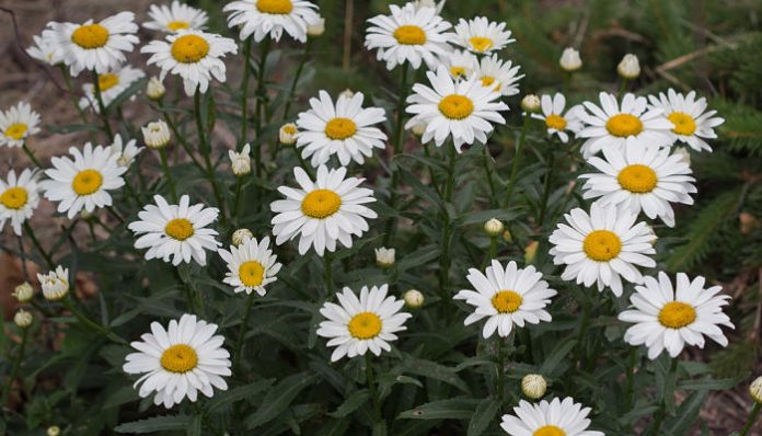 Mata de Leucanthemum en flor, con hojas enteras y dentadas