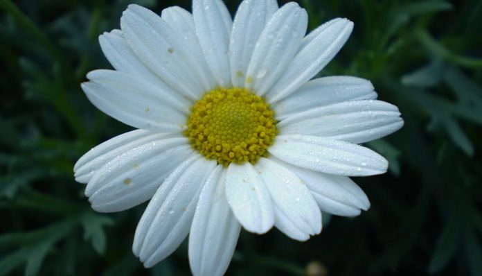 Flor de Argyranthemum frutescens con hoja finamente dividida
