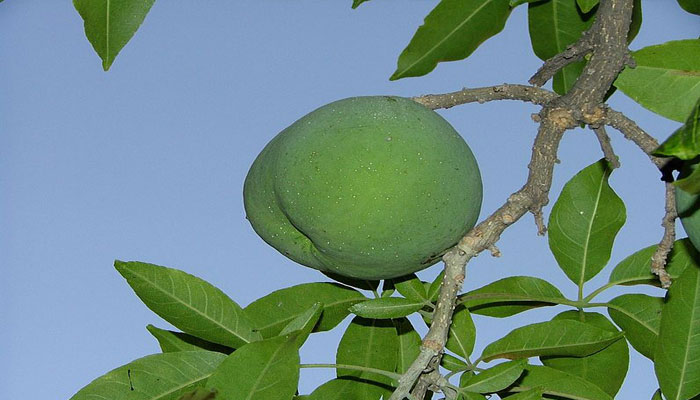 Fruto verde de matasano en la rama