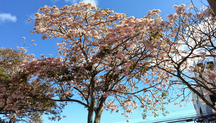 Matilisguate en flor, cubierto de flores rosas sin hojas