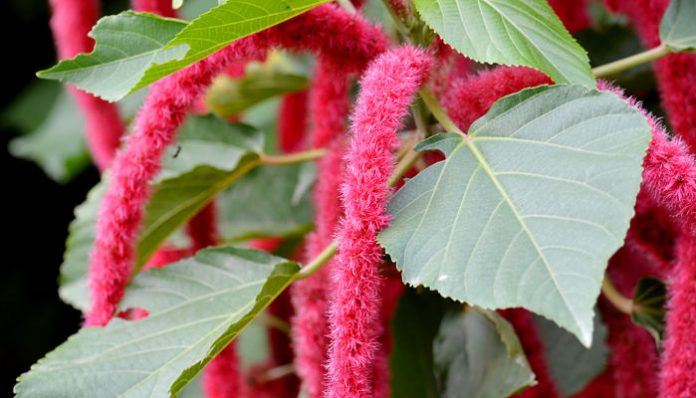 Espigas rojas colgantes de Acalypha hispida entre hojas grandes y dentadas