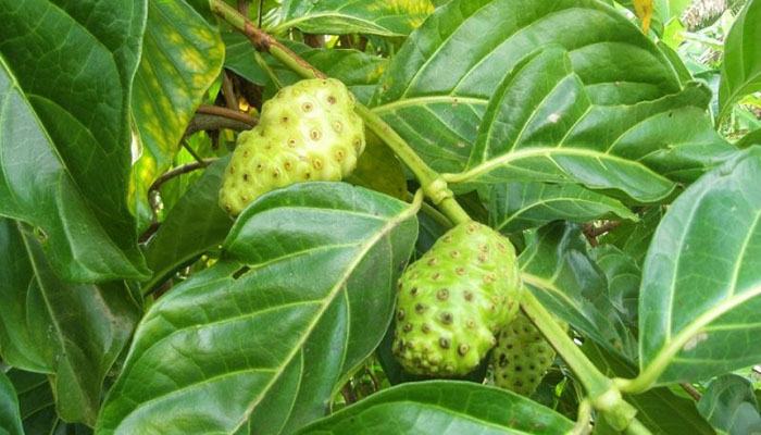 Frutos verdes de noni colgando de la rama entre hojas grandes y lustrosas