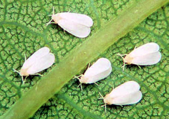 Mosca blanca: distinguirla de lo que se le parece