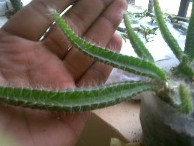 Multiplicación de plantas crasas por esquejes