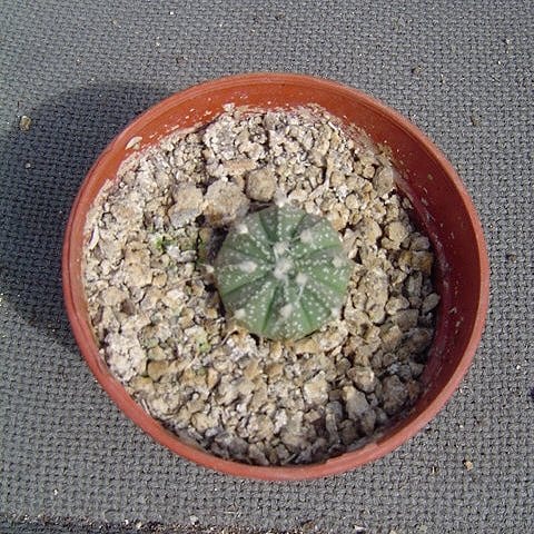 Astrophytum asterias híbrido en flor