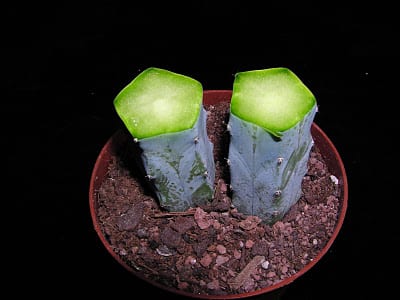 Cactus injertado sobre patrón columnar en maceta