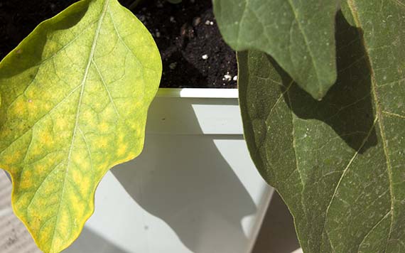 Hoja con síntomas de carencia de nutrientes