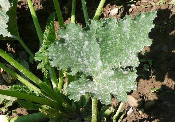 Hoja con el polvo blanco característico del oidio