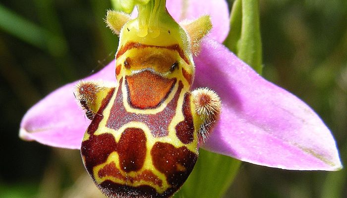 Ophrys apifera vista de frente, con las dos gibas laterales peludas del labelo