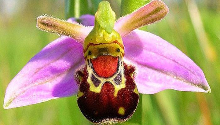 Flor de Ophrys apifera con los tres sépalos rosados y el labelo pardo aterciopelado