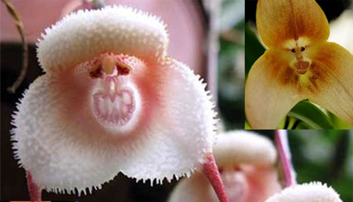 Dos flores del género Dracula, una blanca y peluda y otra amarillenta, con aspecto de cara