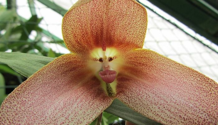 Flor de orquídea Dracula de sépalos moteados con el centro en forma de rostro