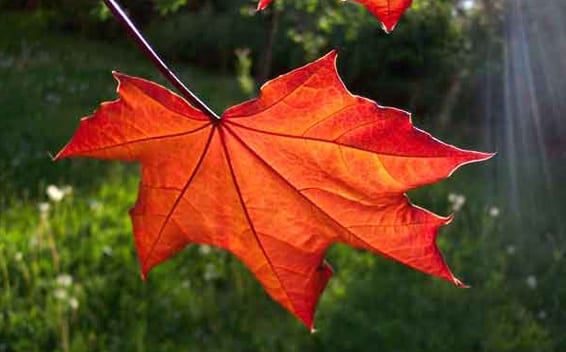 Cómo el árbol se prepara para el invierno