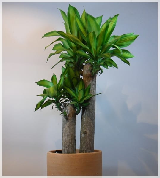 Sacar plantas de interior en verano: por qué se queman