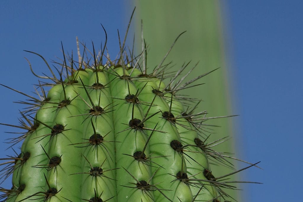 Detalle de espinas y tejido verde de un cactus