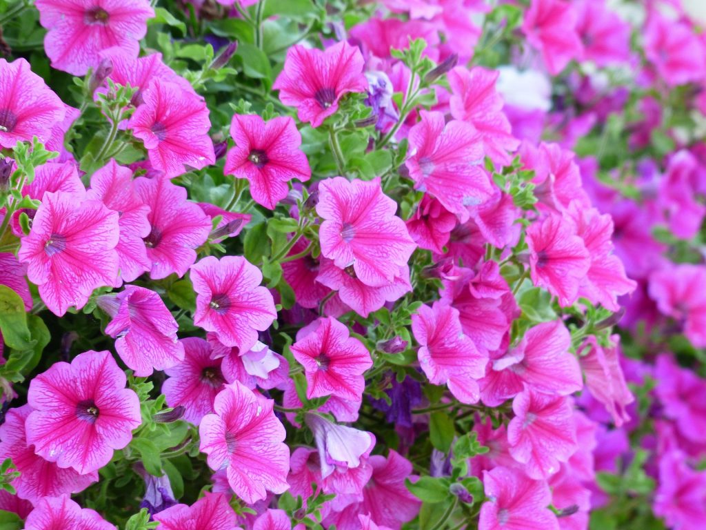 Detalle de una flor de petunia