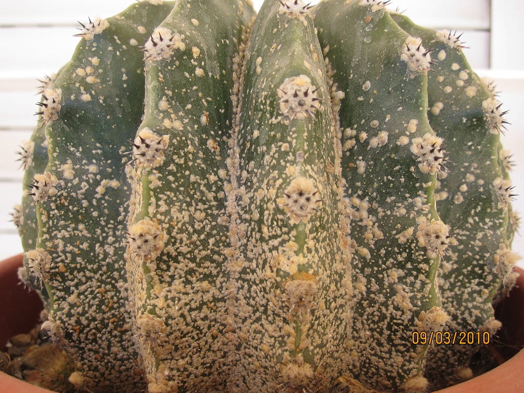 Plagas de las plantas crasas y los cactus: el calendario