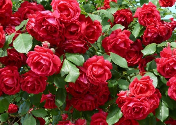 Brotes de rosal con colonia de pulgón en primavera