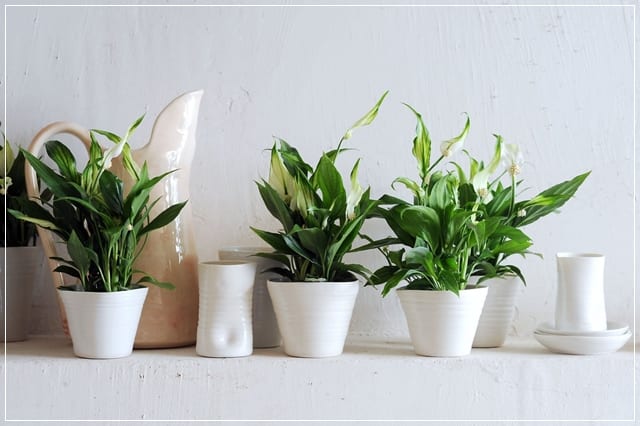 Spathiphyllum en su ubicación dentro de una vivienda