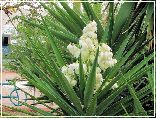 Yucca de interior junto a una zona de paso