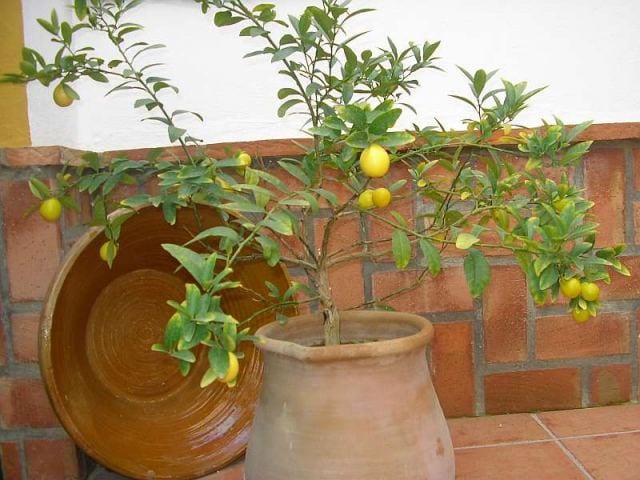 Detalle de flores de azahar y hojas nuevas en un limonero