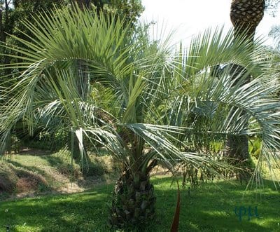 Palmera adulta preparada para trasplante