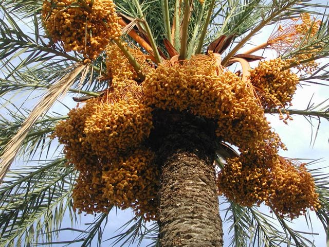 Corona de palmera vista desde abajo
