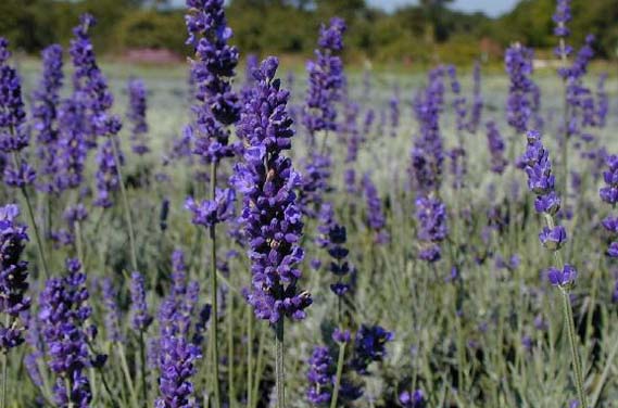 Espigas de lavanda en flor