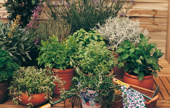Surtido de plantas aromáticas de huerto