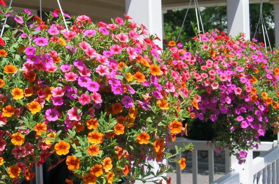 Macetas colgantes con plantas de interior