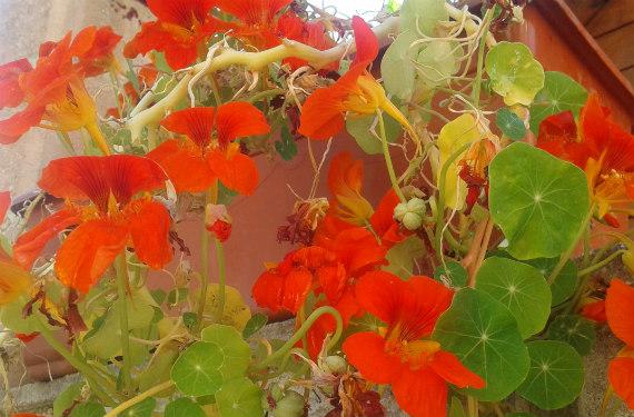 Hoja redonda y flor naranja de capuchina