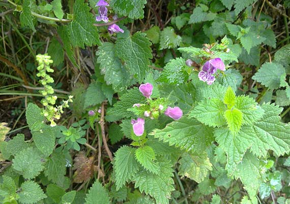 Ortiga, una de las plantas más usadas en los preparados del huerto