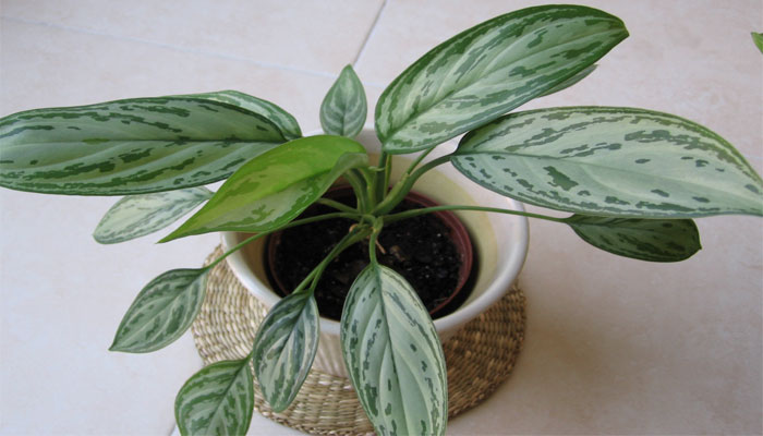 Aglaonema en maceta, con las hojas jaspeadas en verde y plateado