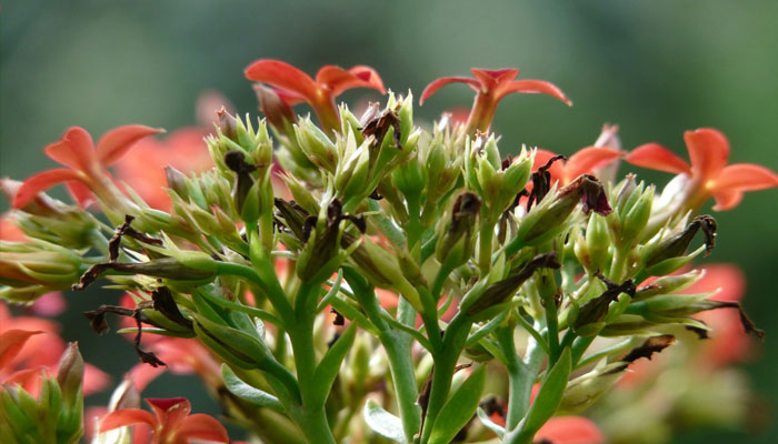 Kalanchoe con flores rojas y las inflorescencias ya pasadas