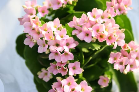 Plantas fáciles de cuidar: por qué mueren igual