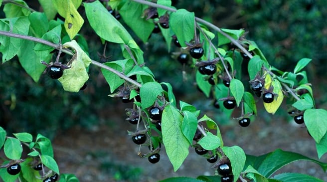 Plantas más venenosas: por qué el ranking cambia
