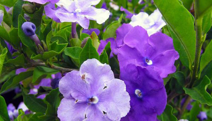 Flores moradas y blancas de Brunfelsia en la misma rama
