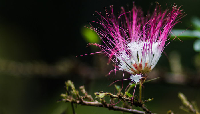 Flor rosada en penacho de bobinsana, Calliandra