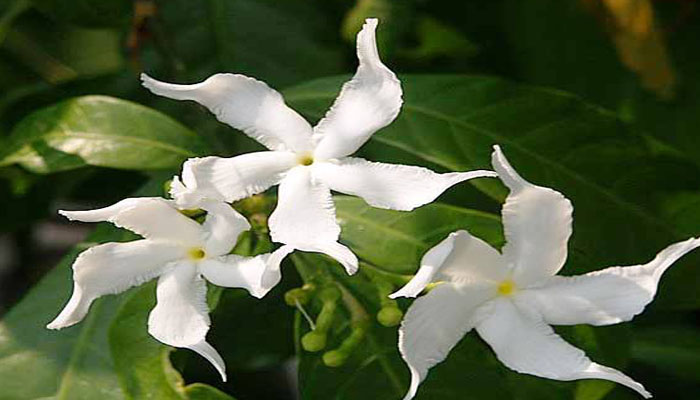 Flores blancas en molinillo de Tabernaemontana