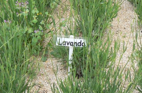 Lavanda en flor, planta de glándulas terpénicas