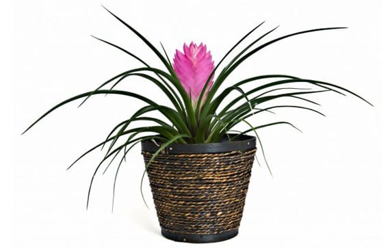 Plantas y olores: enmascarar, adsorber o degradar