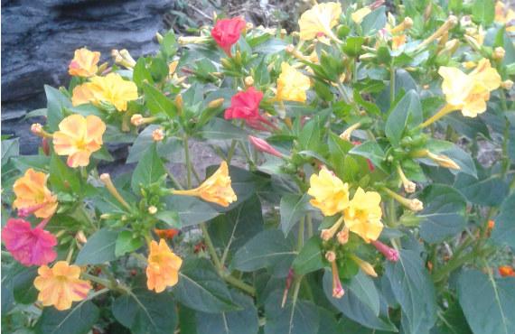 Plantas que florecen de noche: el reloj y el calor