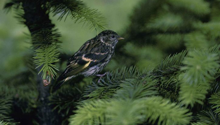 Plantas Que No Dan Frutos | Las 4 Principales Divisiones De Gimnospermas