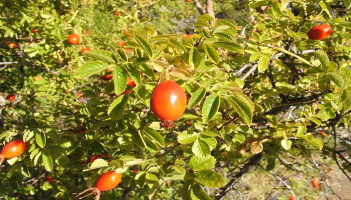 Escaramujos rojos maduros en un rosal silvestre con hojas rugosas