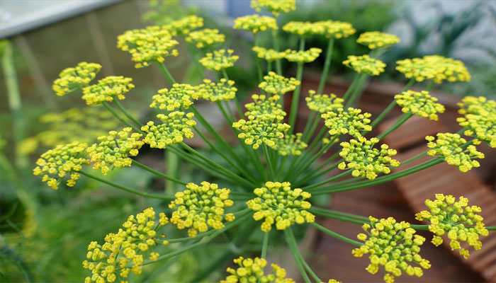 Umbelas de hinojo