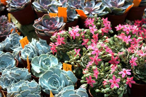Conjunto de plantas suculentas y cactus en maceta