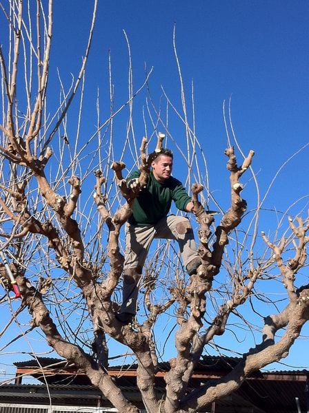 Después de una poda severa: rescatar el árbol