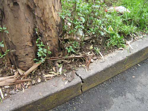 Raíces superficiales de un árbol adulto extendidas sobre el terreno