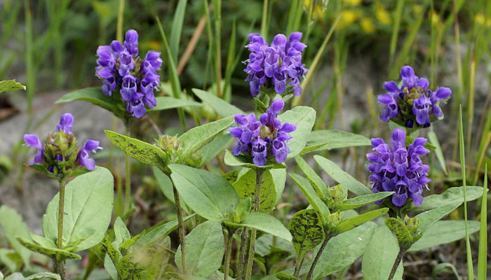 Prunella vulgaris creciendo entre gramíneas de un prado